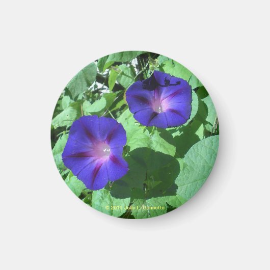 Morning Glories Magnet (Voorkant)