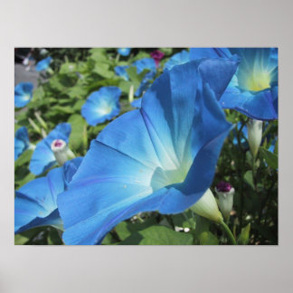 Morning Glories op Cape Cod Poster
