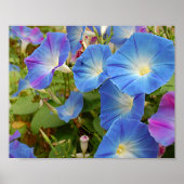 Morning Glories Poster (Voorkant)