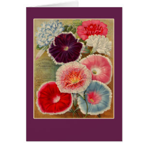 Morning Glories Seed Packet Art-kaarten