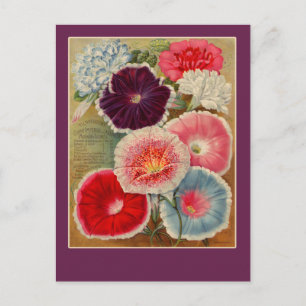 Morning Glories Seed Packet Art-kaarten Briefkaart
