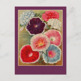 Morning Glories Seed Packet Art-kaarten Briefkaart