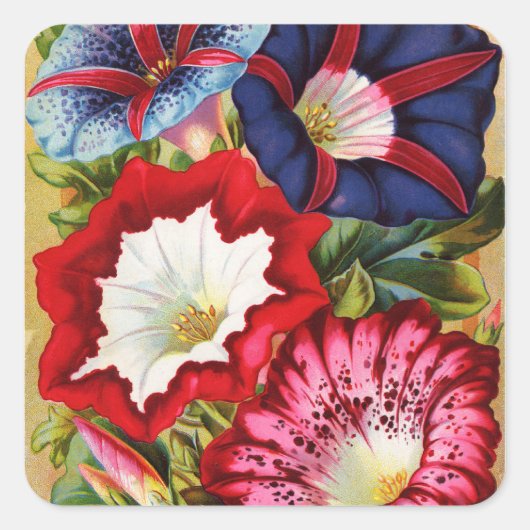 Morning Glories Stickers (Voorkant)