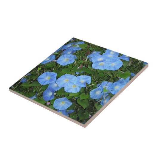 Morning Glories Tegeltje (Zijkant)