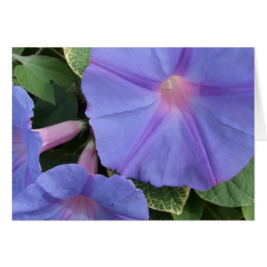 Morning Glories Wenskaart (Voorkant Horizontaal)