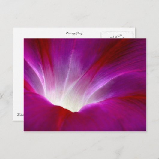 Morning Glory (2) Briefkaart (Voorkant / Achterkant)