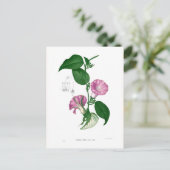 Morning glory (Argyreia sp.) Briefkaart (Staand voorkant)