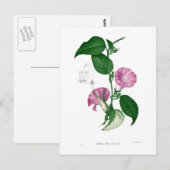 Morning glory (Argyreia sp.) Briefkaart (Voorkant / Achterkant)