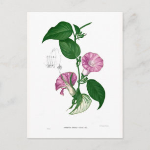 Morning glory (Argyreia sp.) Briefkaart