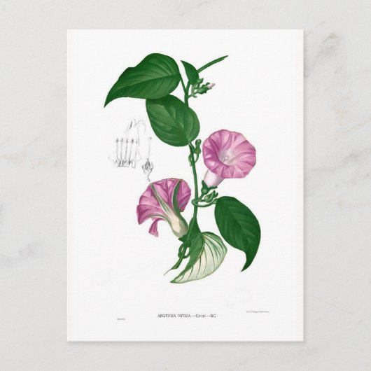 Morning glory (Argyreia sp.) Briefkaart (Voorkant)