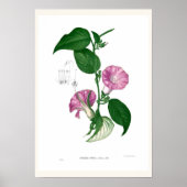 Morning glory (Argyreia sp.) Poster (Voorkant)