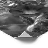 Morning Glory Bloem en onkruid zwart en wit Poster (Hoek)