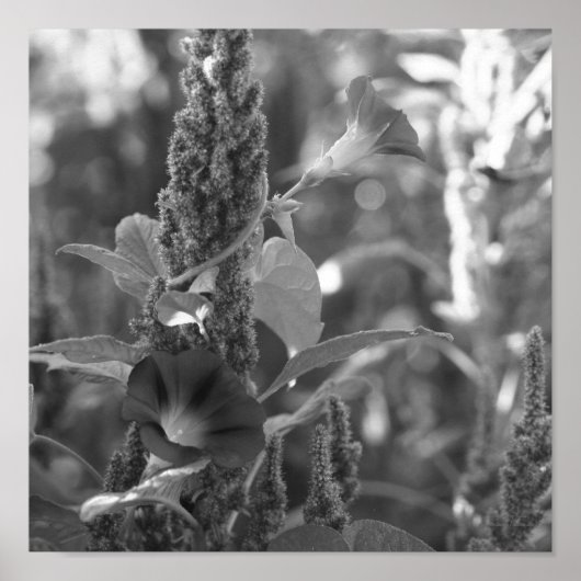 Morning Glory Bloem en onkruid zwart en wit Poster (Voorkant)