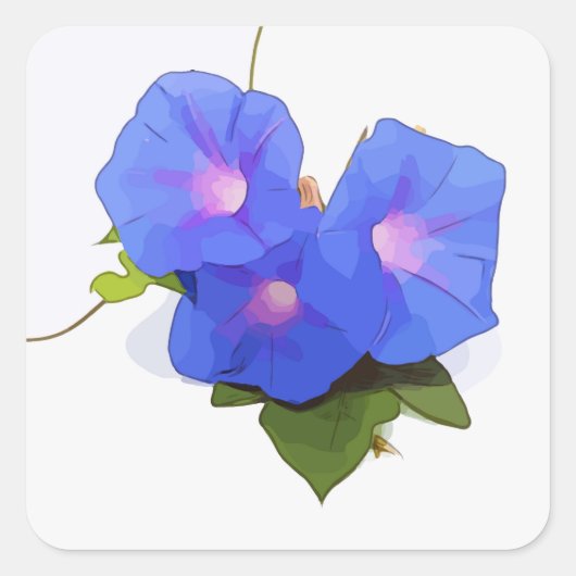 Morning Glory bloem Vierkante Sticker (Voorkant)