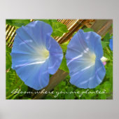 Morning Glory Bloom waar u Poster plant (Voorkant)