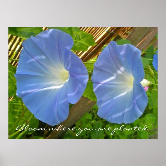 Morning Glory Bloom waar u Poster plant (Voorkant)
