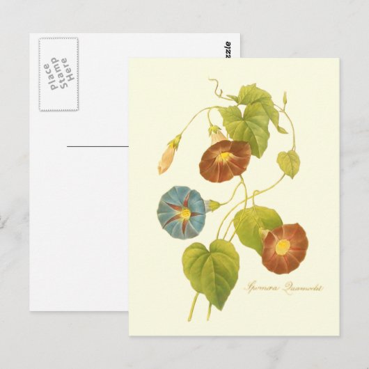 Morning Glory Blue Illustration Briefkaart (Voorkant / Achterkant)