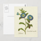 Morning Glory Blue Illustration Briefkaart (Voorkant / Achterkant)