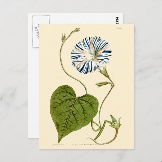 Morning Glory Blue Illustration Briefkaart (Voorkant / Achterkant)