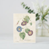 Morning Glory  Botanische illustratie Briefkaart (Staand voorkant)