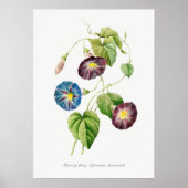 Morning Glory  Botanische illustratie Poster (Voorkant)