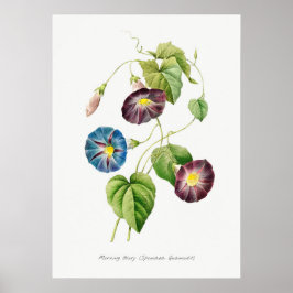 Morning Glory  Botanische illustratie Poster