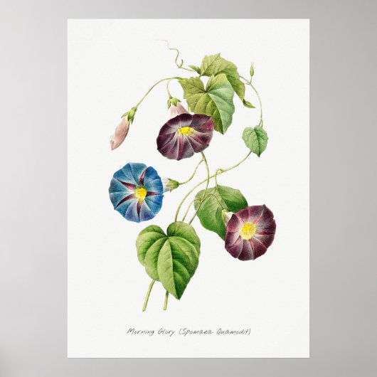 Morning Glory  Botanische illustratie Poster (Voorkant)
