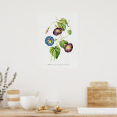 Morning Glory  Botanische illustratie Poster (Keuken)