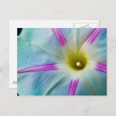 morning glory briefkaart (Voorkant / Achterkant)