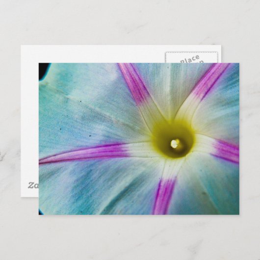 morning glory briefkaart (Voorkant / Achterkant)