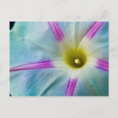 morning glory briefkaart (Voorkant)