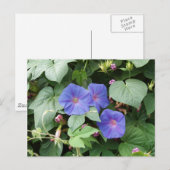 Morning Glory Briefkaart (Voorkant / Achterkant)