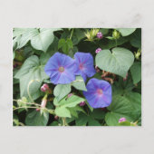 Morning Glory Briefkaart (Voorkant)