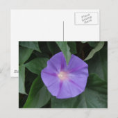 morning glory briefkaart (Voorkant / Achterkant)