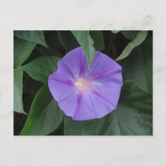 morning glory briefkaart