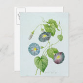 Morning Glory Briefkaart (Voorkant / Achterkant)