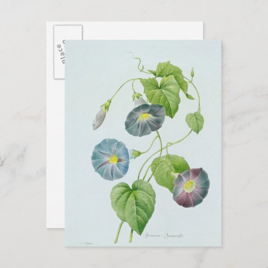 Morning Glory Briefkaart (Voorkant / Achterkant)