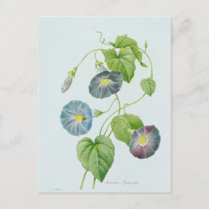 Morning Glory Briefkaart