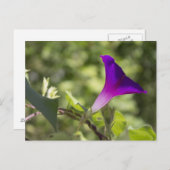 morning glory briefkaart (Voorkant / Achterkant)