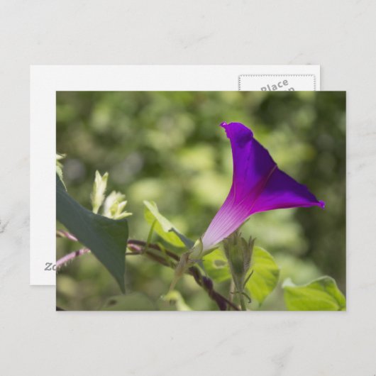 morning glory briefkaart (Voorkant / Achterkant)