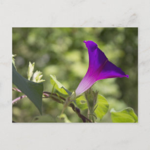morning glory briefkaart