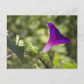 morning glory briefkaart (Voorkant)