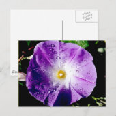 Morning Glory - briefkaart (Voorkant / Achterkant)