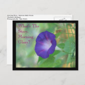 morning glory briefkaart (Voorkant / Achterkant)