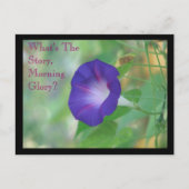morning glory briefkaart (Voorkant)