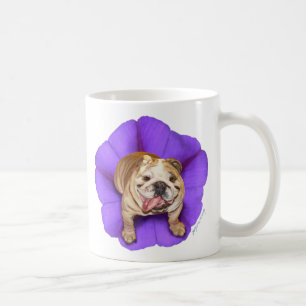 Morning Glory Bulldog Mok