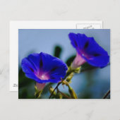 Morning Glory en betekenis Briefkaart (Voorkant / Achterkant)