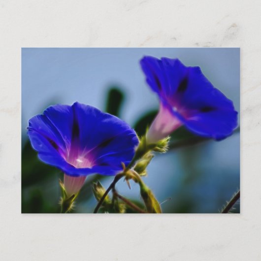 Morning Glory en betekenis Briefkaart (Voorkant)