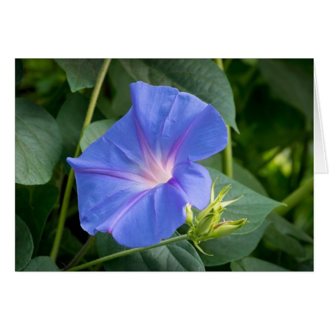 Morning Glory en Bud in Lush Foliage (Voorkant Horizontaal)
