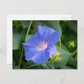 Morning Glory en Bud in Lush Foliage Briefkaart (Voorkant / Achterkant)